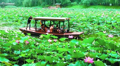紫竹院公園竹荷文化展開(kāi)幕