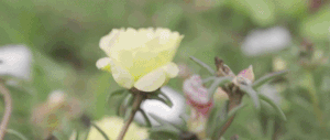熱點(diǎn)追蹤|2019年?yáng)|北花境景觀高峰論壇即將啟幕