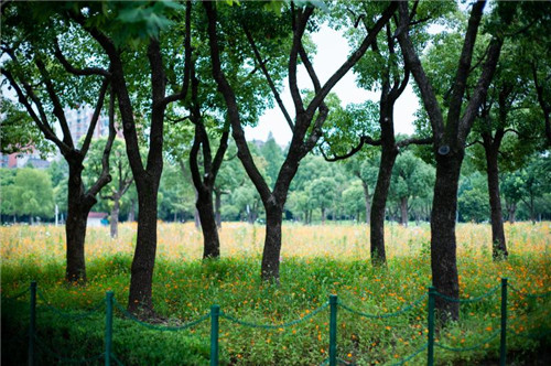 當(dāng)城市公園成為社區(qū)“后花園”