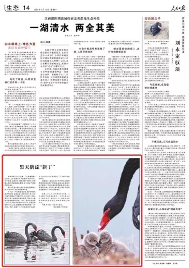 人民日報點(diǎn)贊滕州：濕地功能大提升 黑天鵝添“新丁”