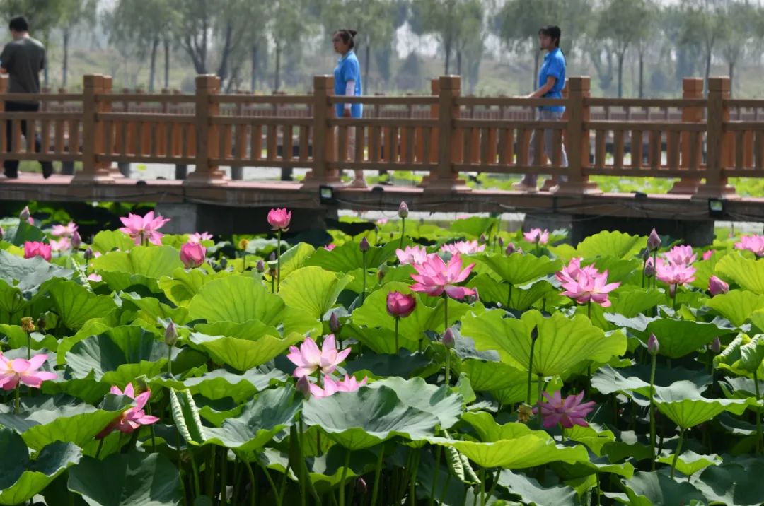 媒體批沿黃河地區(qū)“一縣一濕地、一縣一公園”做法
