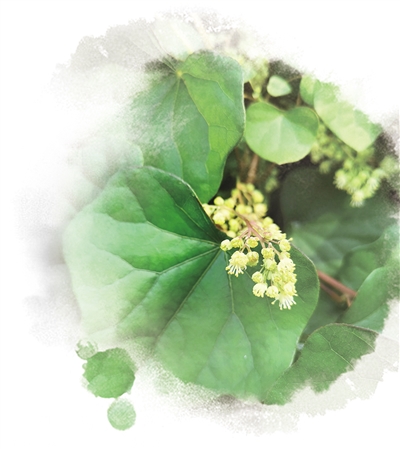農業(yè)文化遺產——為保護生物多樣性貢獻中國智慧