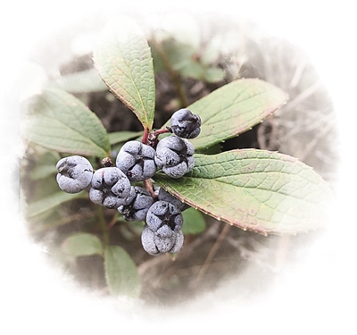 農業(yè)文化遺產——為保護生物多樣性貢獻中國智慧