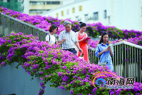 ?？凇白蠲捞鞓颉遍_滿三角梅花