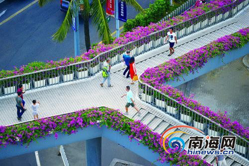 ?？凇白蠲捞鞓颉遍_滿三角梅花