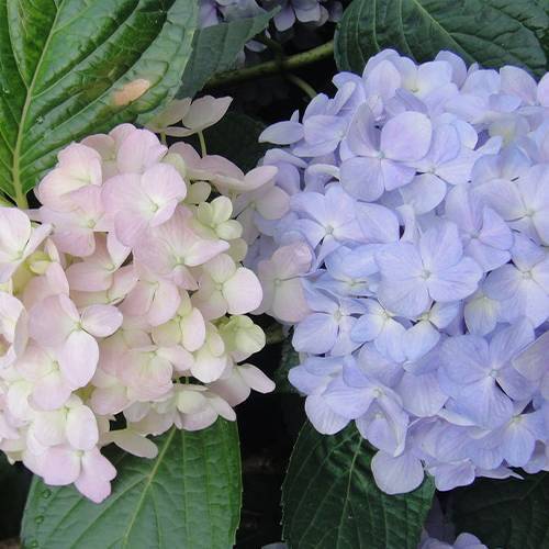 請(qǐng)您欣賞：美麗的球形花卉