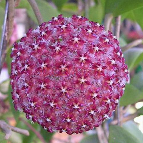 請(qǐng)您欣賞：美麗的球形花卉
