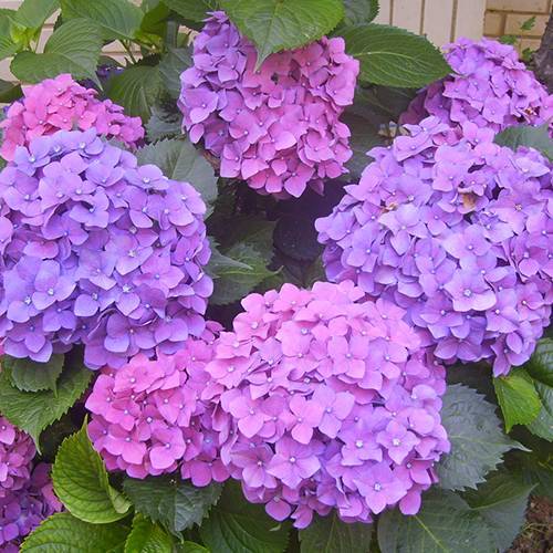 請(qǐng)您欣賞：美麗的球形花卉