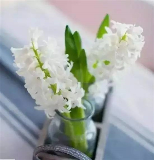 放上這些綠植，讓整個(gè)家清新又活力