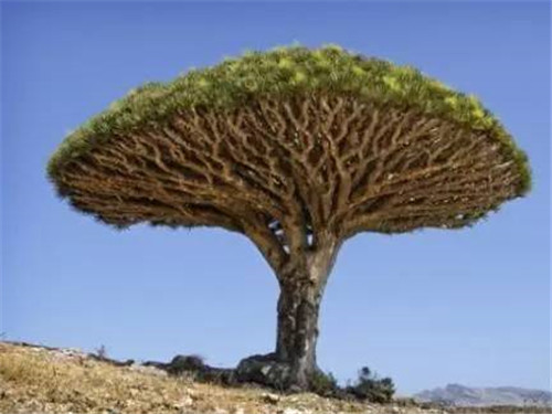 植物界的吉尼斯世界紀(jì)錄