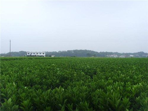 苗木市場的機(jī)遇在哪里