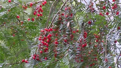 1200年的古樹，結(jié)滿了”紅寶石”！