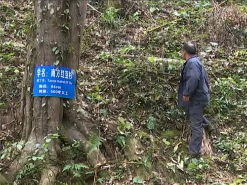 1200年的古樹，結(jié)滿了”紅寶石”！