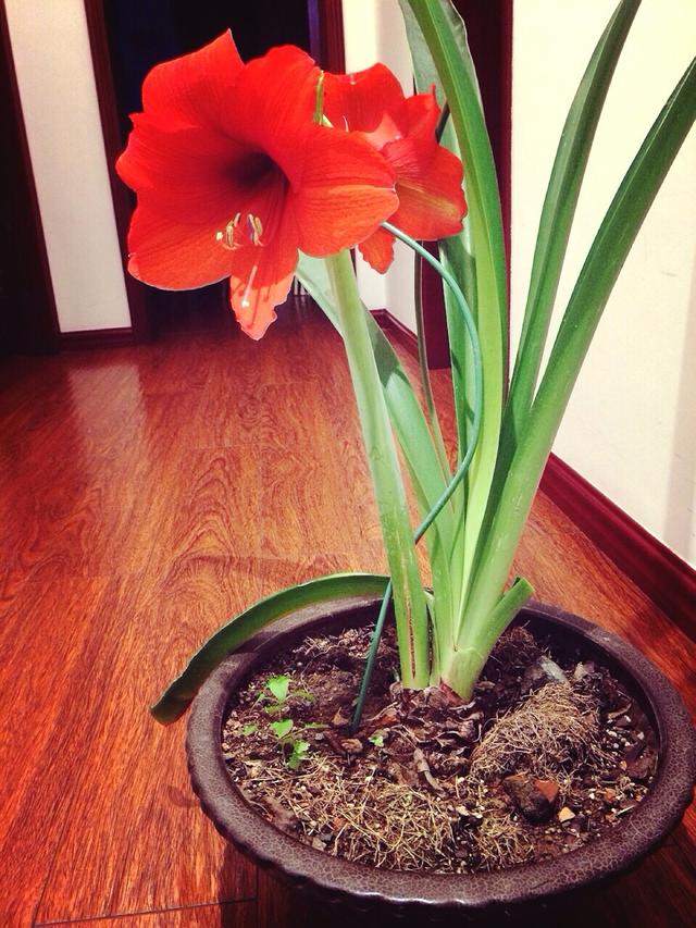 養(yǎng)這5種球根花卉，年年開(kāi)花爆盆