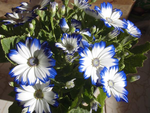 瓜葉菊花色典雅明亮 是陽(yáng)臺(tái)盆栽佳品