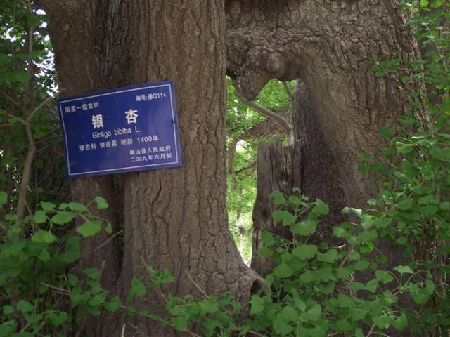 河南千年古寺里的千年古樹(shù)仍枝繁葉茂