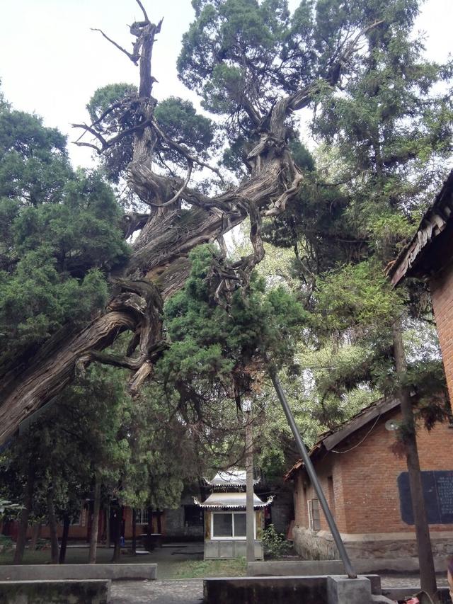 河南千年古寺里的千年古樹(shù)仍枝繁葉茂