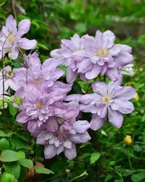 盆栽花卉鐵線蓮，掌握這4個(gè)要點(diǎn)