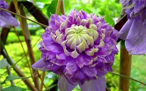 盆栽花卉鐵線蓮，掌握這4個(gè)要點(diǎn)