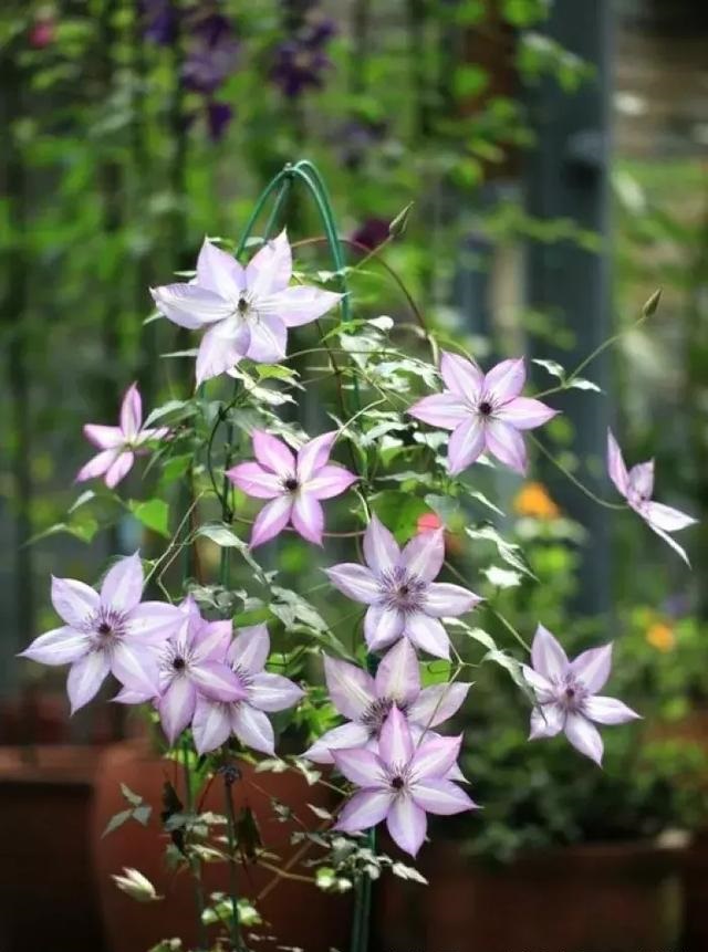 盆栽花卉鐵線蓮，掌握這4個(gè)要點(diǎn)