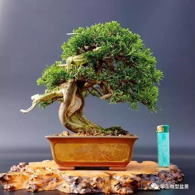 盆景上盆后長(zhǎng)得慢，有讓枝干增粗的好辦法嗎