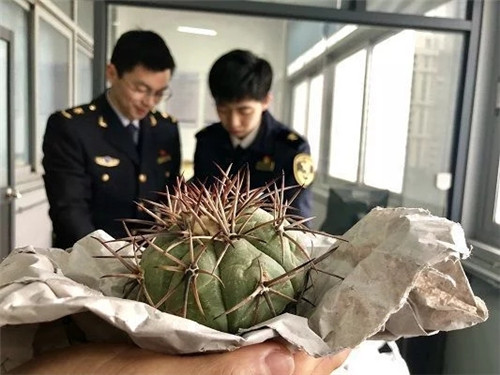 大量瀕危植物在江蘇蘇州國際郵件口岸落網(wǎng)