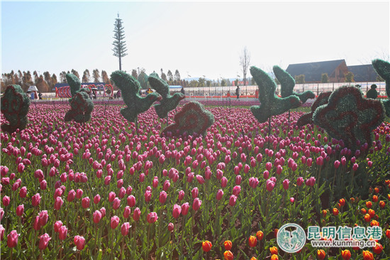 度假區(qū)撈漁河濕地公園郁金香盛放迎新春