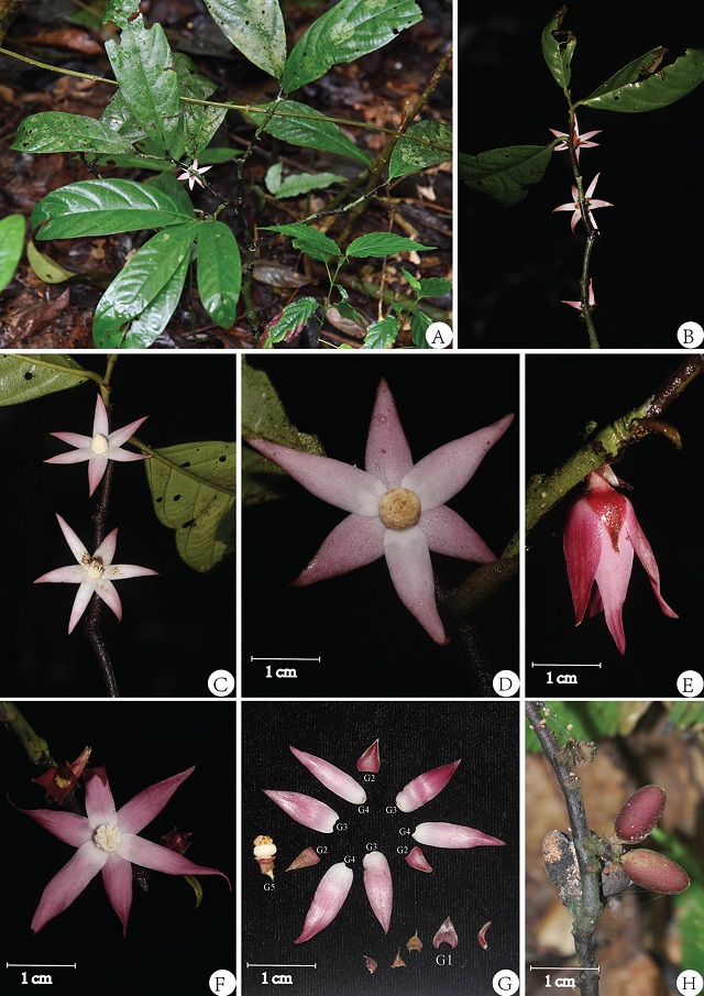 中緬聯(lián)合發(fā)表海島木屬兩種植物