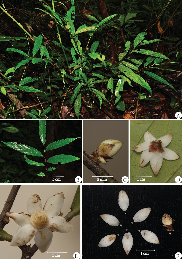 中緬聯(lián)合發(fā)表海島木屬兩種植物