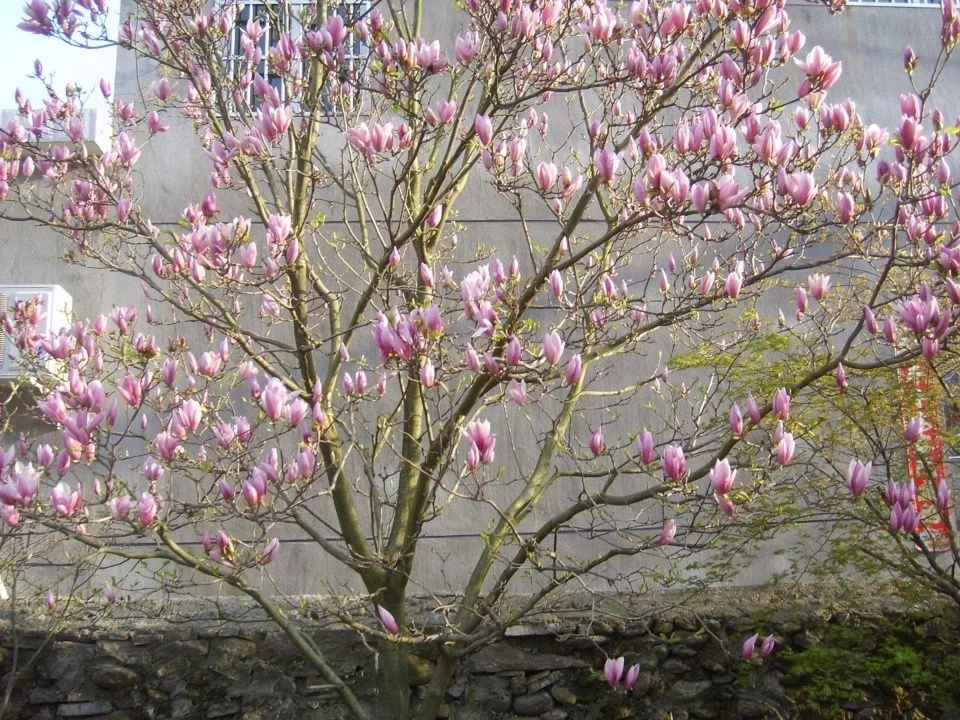 春天這種名貴花，鼻炎十個(gè)九個(gè)有效