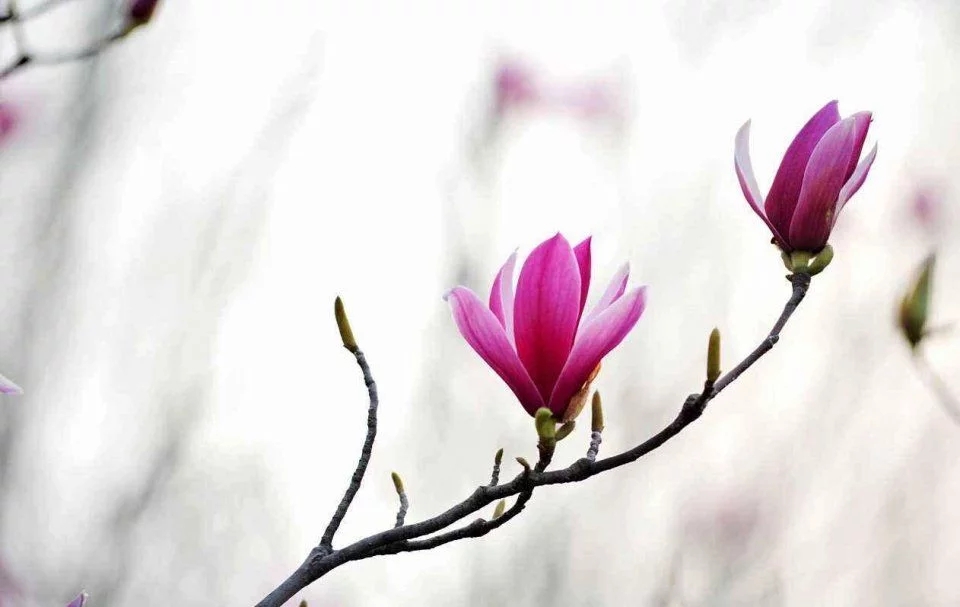 春天這種名貴花，鼻炎十個(gè)九個(gè)有效