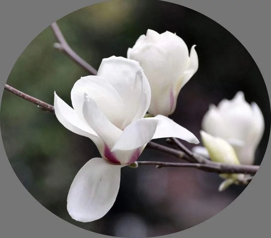春天這種名貴花，鼻炎十個(gè)九個(gè)有效