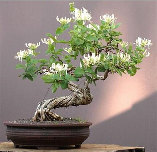 這花卉種庭院美哭了，清香撲面，花瓣搖曳