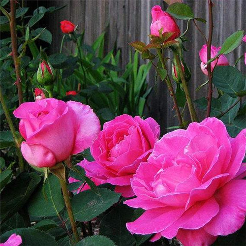 這花卉種庭院美哭了，清香撲面，花瓣搖曳