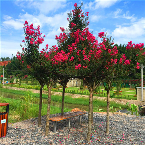 這花卉種庭院美哭了，清香撲面，花瓣搖曳