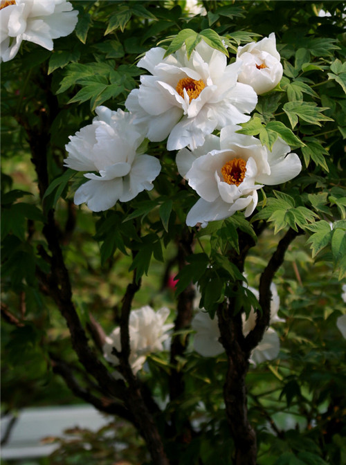 這花卉種庭院美哭了，清香撲面，花瓣搖曳