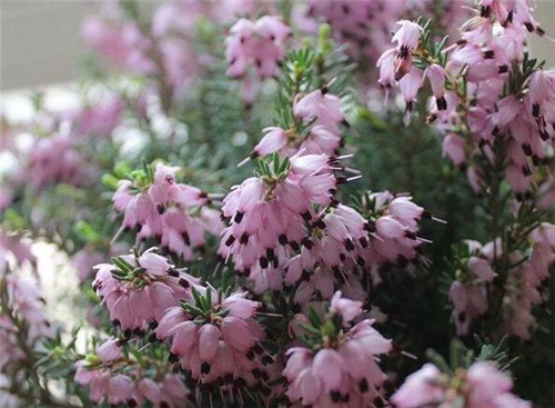 歐石楠——花朵漂亮高雅，花期長
