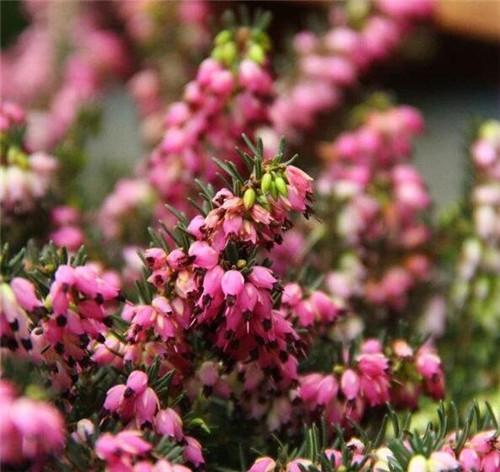 歐石楠——花朵漂亮高雅，花期長